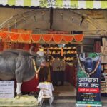 माणसांच्या जंगलात प्राण गमावलेल्या गव्याची माफी मागणारे बॅनर