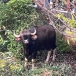 पुण्याच्या कोथरूड भागात रानगव्याचे दर्शन: उपचारादरम्यान दुर्दैवी मृत्यू