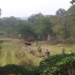 पुण्यात पुन्हा एकदा गव्याच्या दर्शनाने पुणेकरांची तारांबळ