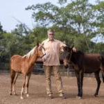 Maratha Cavalry , Bhimthadi Horses, official separate species, Gazette Notification, All India Bhimathdi Horse Association , National Research Center of Equines , Dr. Sharad Mehata , kanhoji Jedhe , Nandedkar Pilaji Jadhavrao , Sameer Singh Vikram Singh Jadwar , Tanaji Malusare