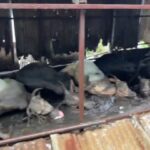 नदीपात्रालगत गोठ्यात बांधलेली 14 जनावरे नदीच्या पाण्याची पातळी वाढल्याने बुडून दगावली