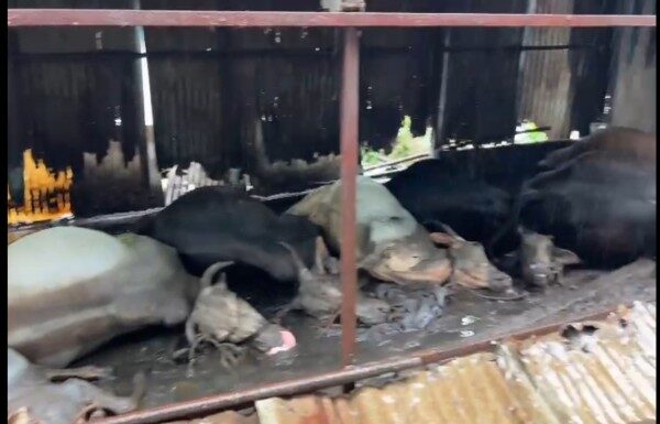 नदीपात्रालगत गोठ्यात बांधलेली 14 जनावरे नदीच्या पाण्याची पातळी वाढल्याने बुडून दगावली : वारजे भागातील घटना नदीपात्रालगत गोठ्यात बांधलेली 14 जनावरे नदीच्या पाण्याची पातळी वाढल्याने बुडून दगावली