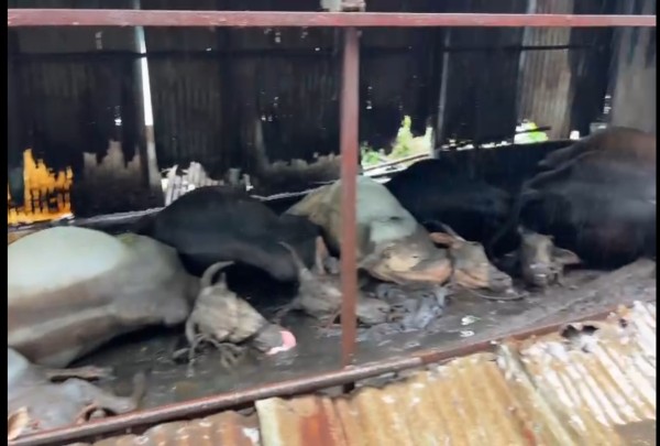 नदीपात्रालगत गोठ्यात बांधलेली 14 जनावरे नदीच्या पाण्याची पातळी वाढल्याने बुडून दगावली