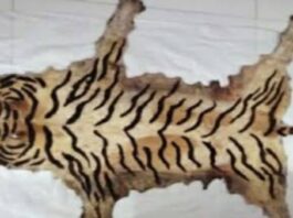 वाघाची कातडी विकणारे रॅकेट उद्ध्वस्त