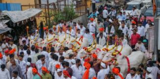 आळंदीत माऊलींच्या पालखी रथ बैलजोडीची भव्य मिरवणूक
