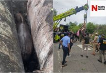 पुणे सिंहगड रस्ता रानगवा बचाव मोहीम (Pune Sinhgad Road Gaur Rescue Operation)