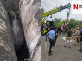 पुणे सिंहगड रस्ता रानगवा बचाव मोहीम (Pune Sinhgad Road Gaur Rescue Operation)