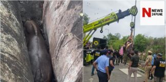 पुणे सिंहगड रस्ता रानगवा बचाव मोहीम (Pune Sinhgad Road Gaur Rescue Operation)