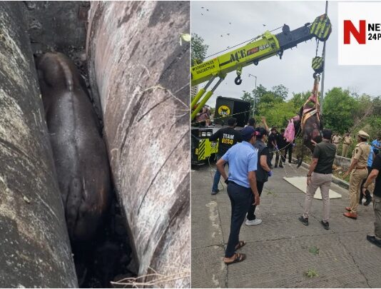 पुणे सिंहगड रस्ता रानगवा बचाव मोहीम (Pune Sinhgad Road Gaur Rescue Operation)