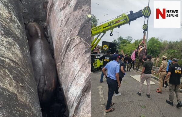 पुणे सिंहगड रस्ता रानगवा बचाव मोहीम (Pune Sinhgad Road Gaur Rescue Operation)