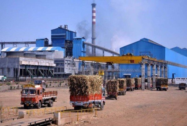 sugar-plant (1)